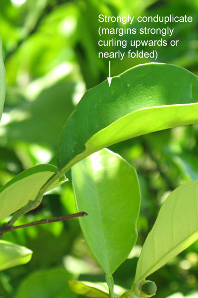 shade leaves strongly conduplicate